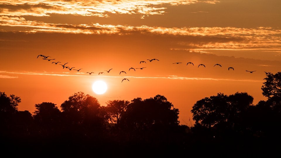 Sunset with trees and birds silhouetted against orange sun