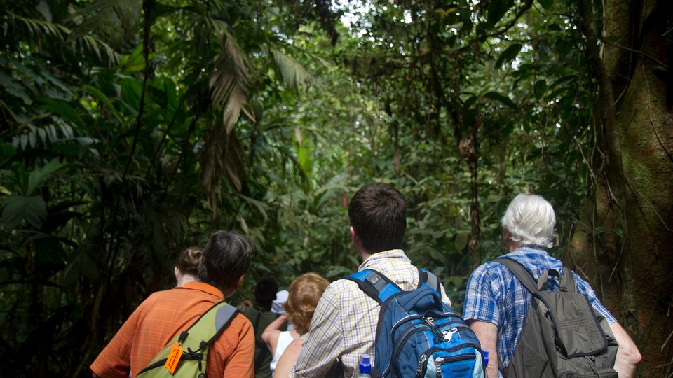 Visitors looking up at tree canopy
