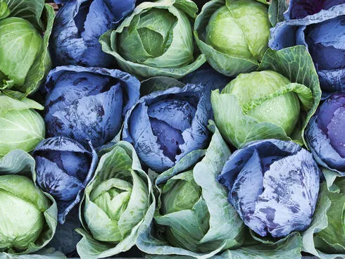 ariel shot of red and green cabbage