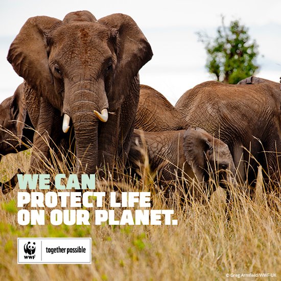 Tools to Support WWF Through Your Workplace | WWF