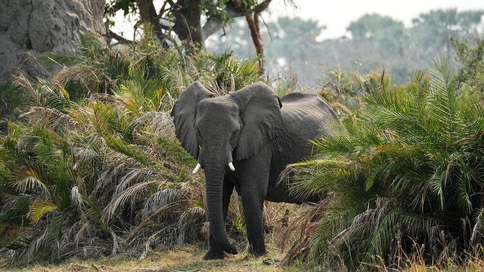 An elephant emerges from among low shrubs in Botswana