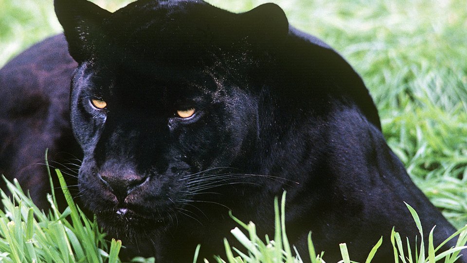 A black jaguar lying in grass