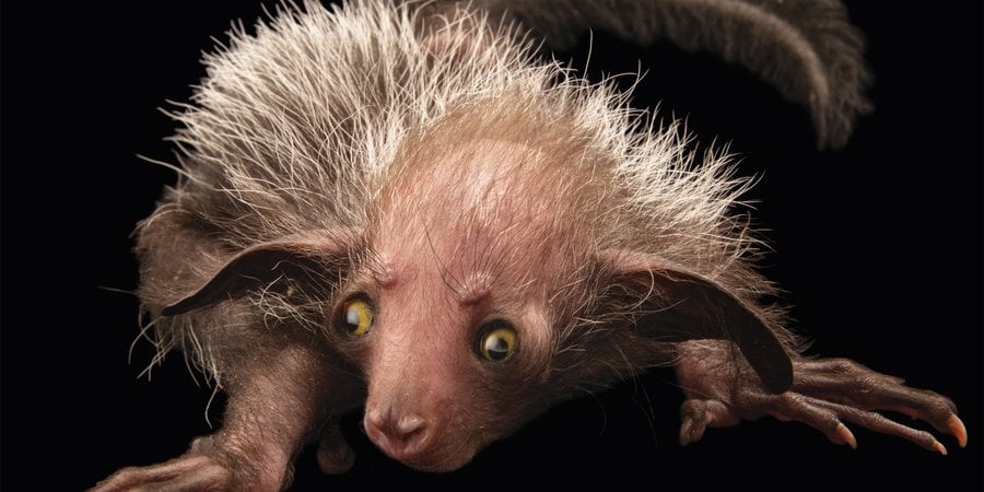 Aye-Aye up close