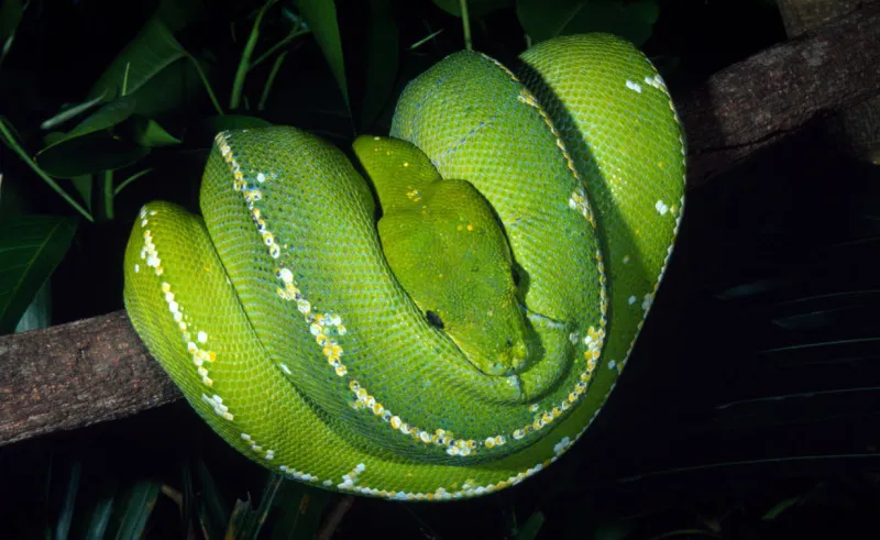 Green Tree Python