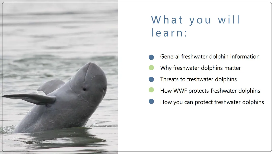 Slide from Freshwater Dolphin Classroom Presentation