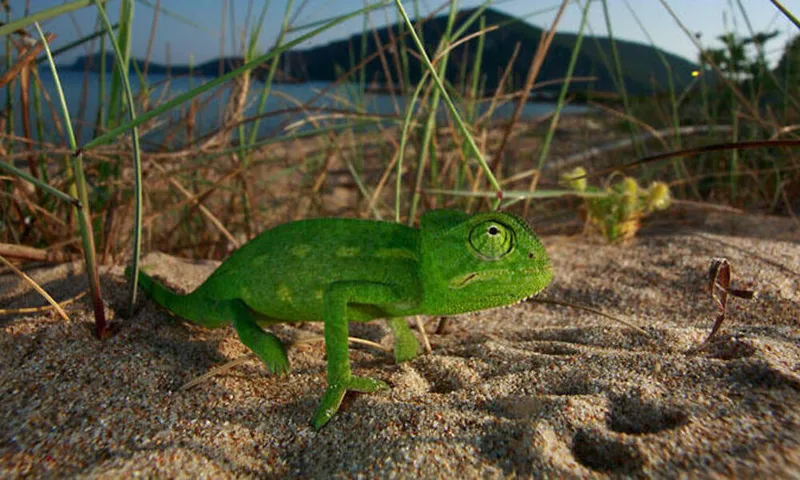African chameleon