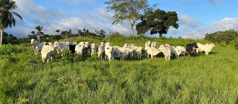 White cattle stand in a green pasture under a blue sky