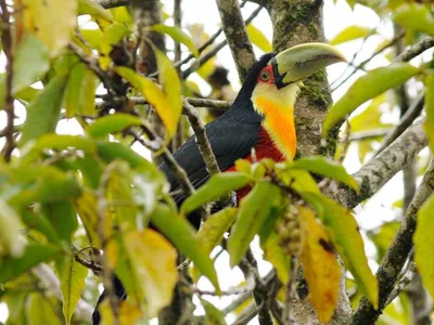 The red-breasted toucan, found throughout the Atlantic Forest, is among its noisiest inhabitants.