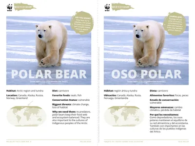 Polar Bear Species Card ELL