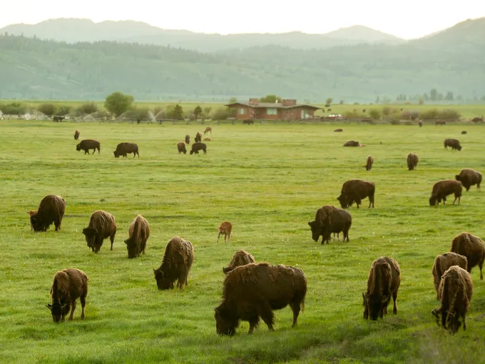 Bison in Grand Teton mountain range
