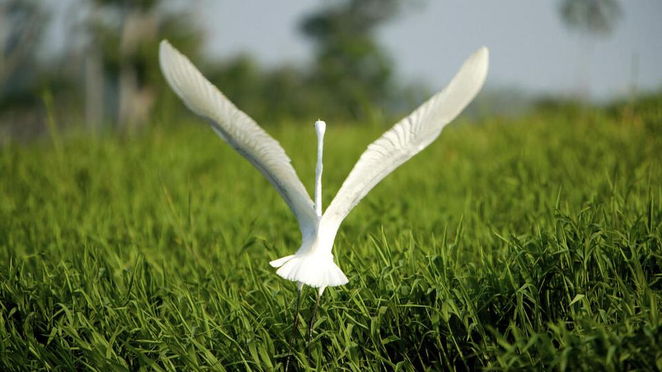 A white egret against a green grassy backdrop.