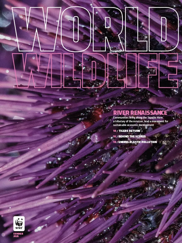 Super up close photo of the purple spines of a sea urchin on the cover of a magazine