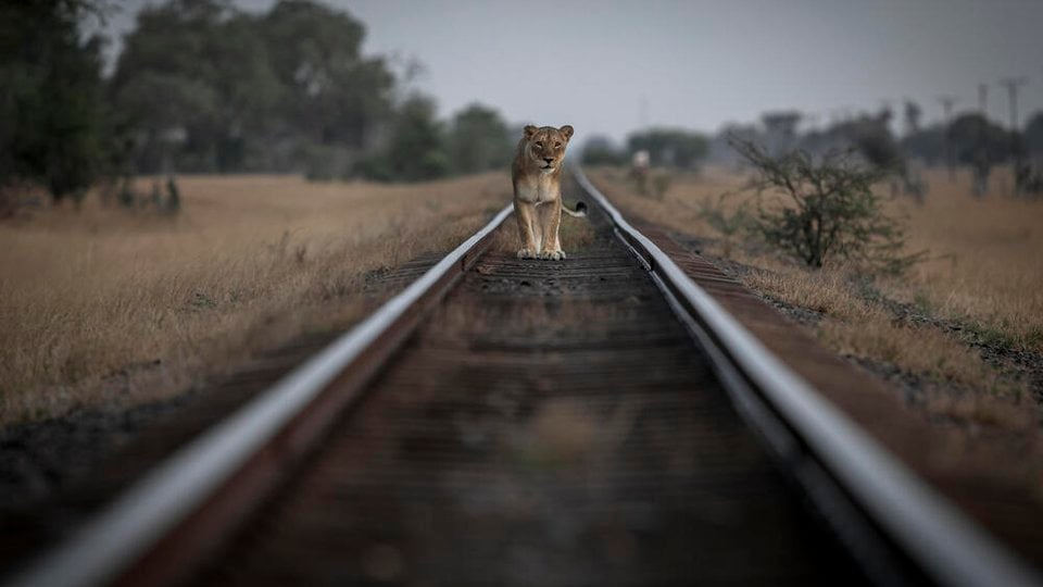 A lone lion walking on empty railway tracks.
