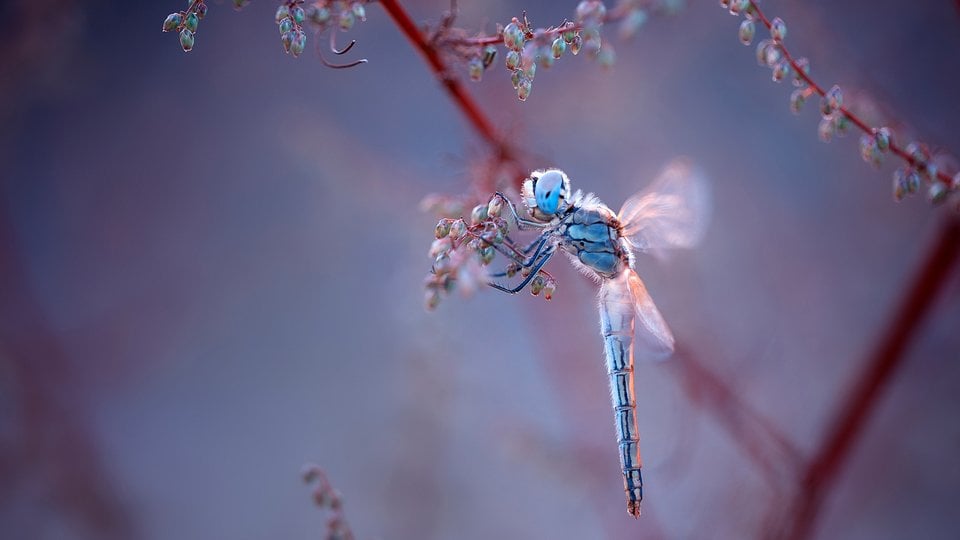 A close-up photograph of a dragonfly landing on berries on a plant