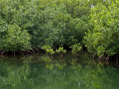 Green bushes with mangrove roots darting into a waterway in the foreground.