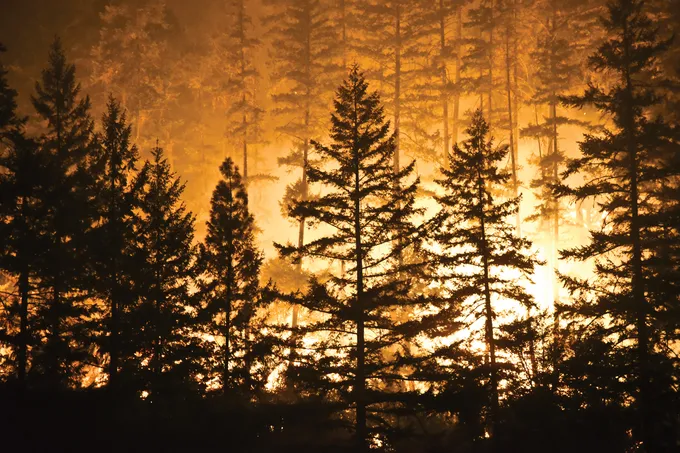 Trees silhouetted by fire