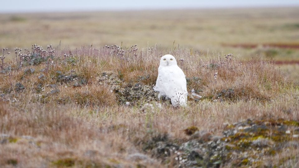 Snowy owl on the ground in brown grass