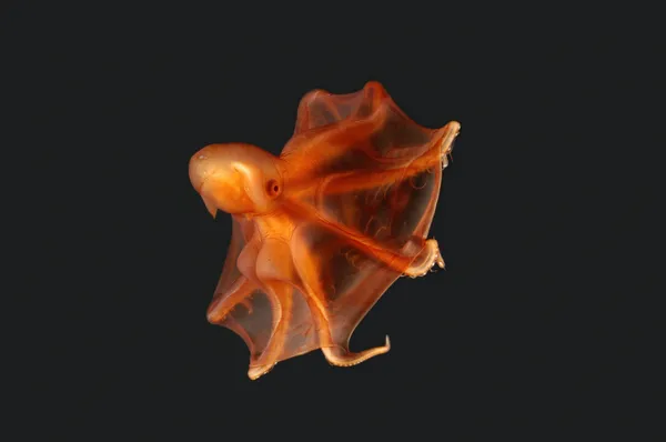 A bright orange octopus photographed in dark black water
