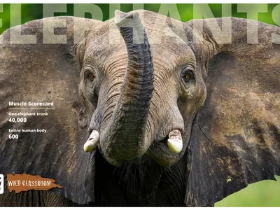 Elephant Posters (8.5x11) Preview