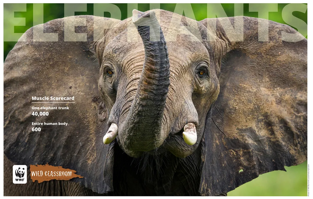 Elephant Posters (8.5x11) Preview