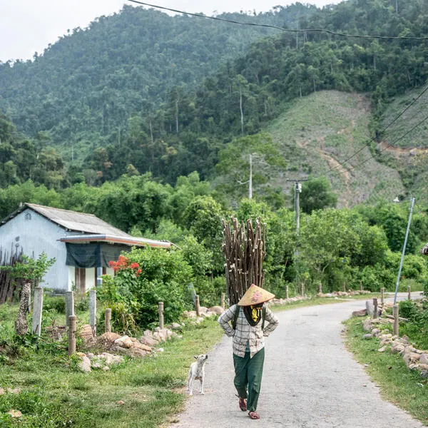 A person walks carrying wood amid a backdrop of jungle.