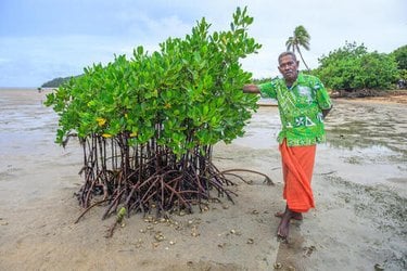 A man stands near a shoreline touching mangrove plants.
