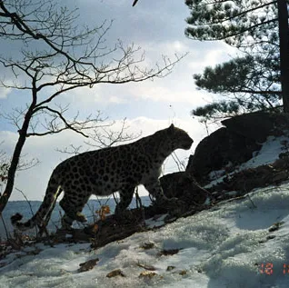 Amur leopard walking up a snowy hill