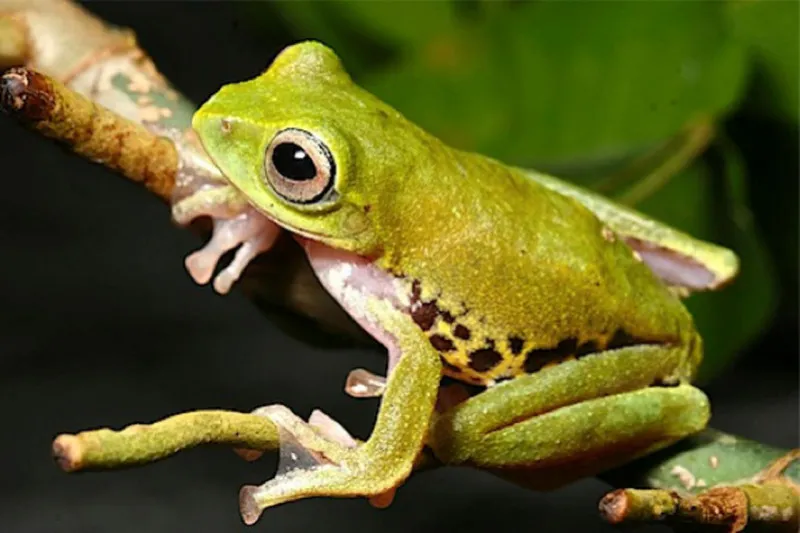 Mulu Frog at Night