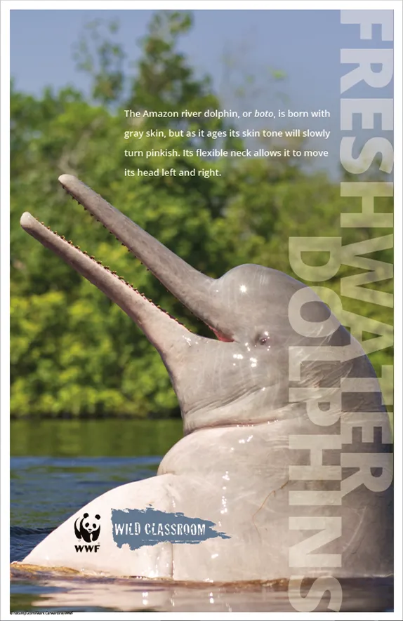 Freshwater Dolphin Posters (11x17) Preview