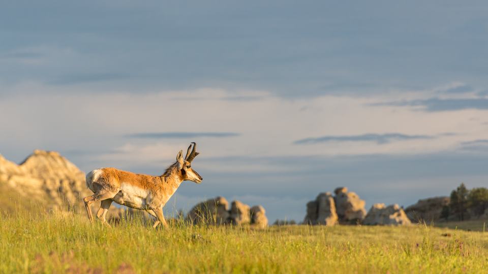 A pronghorn walks down a hill of green grass on the left side of the image with an outcropping of rocks in the distance to the right