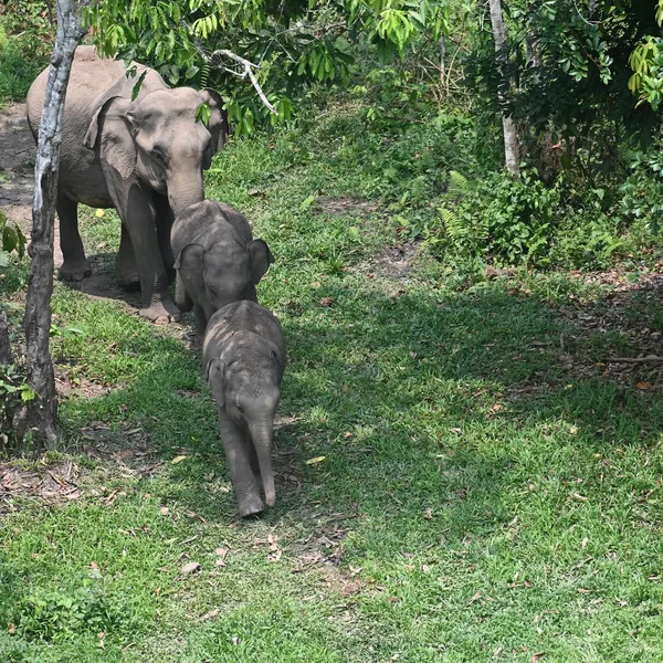 Elephants walk through green vegetation