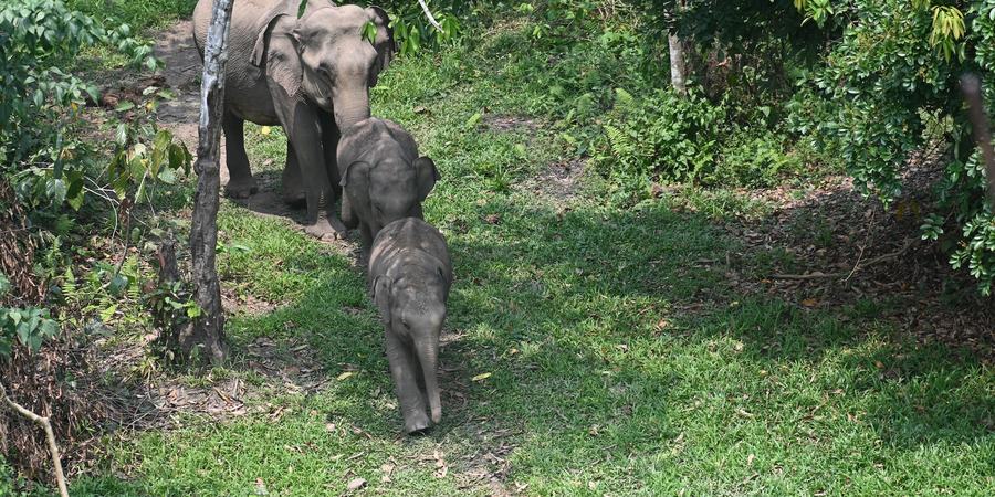 Elephants walk through green vegetation