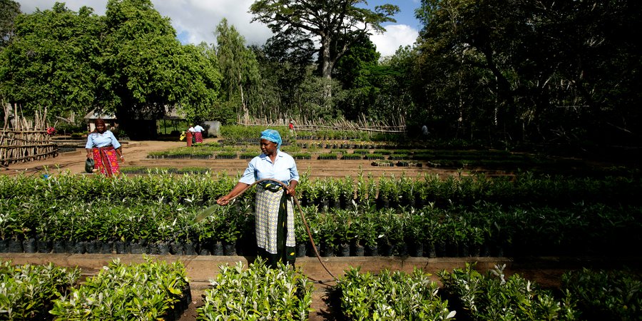 Women water plants in a nursery