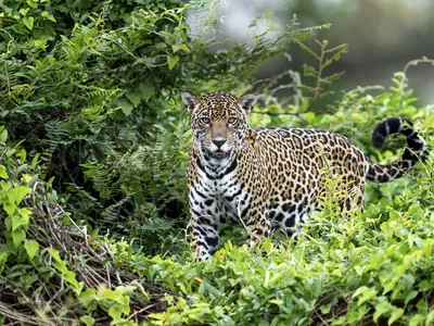 A jaguar looking directly into the camera