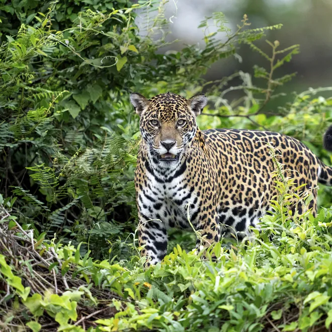A jaguar looking directly into the camera