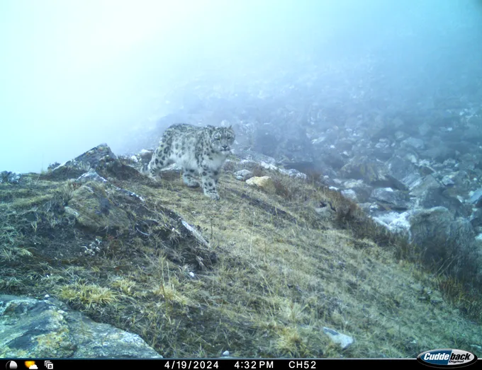A snow leopard appears on a barren and rocky mountain slope