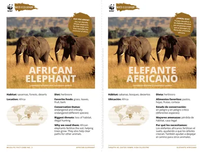 African Elephant Species Card ELL