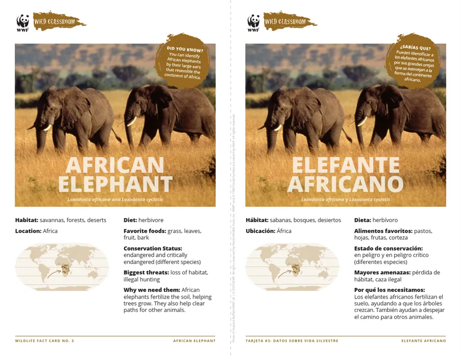 African Elephant Species Card ELL