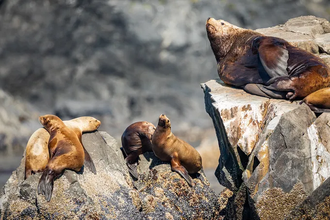 Sea lions lounging on rocks