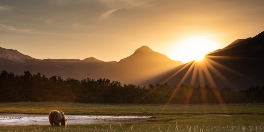 Brown bear waterside with sunset over mountains