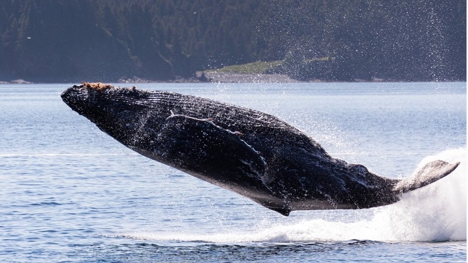 Whale breaching surface