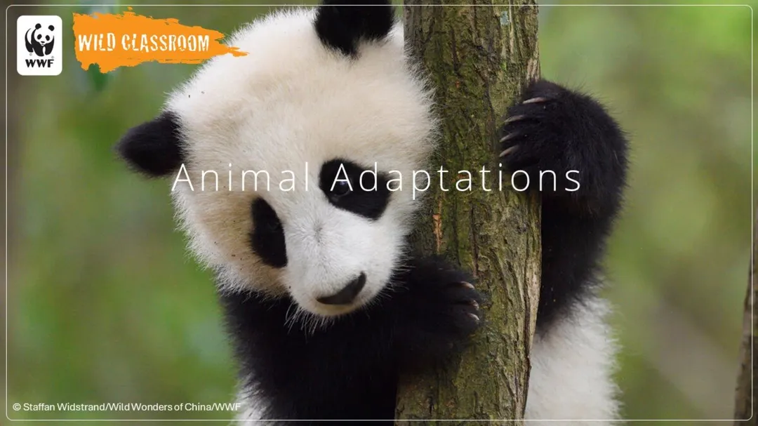 Cover slide of Animal Adaptations presentation