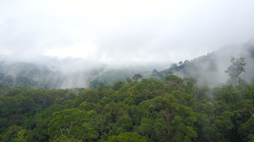 Forest surrounded by clouds