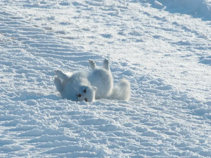 An arctic fox rolling on its back in the snow