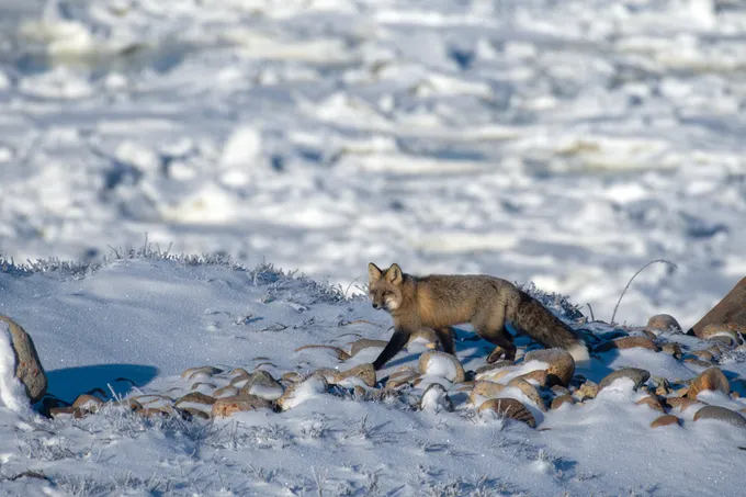 A fox running over rocks