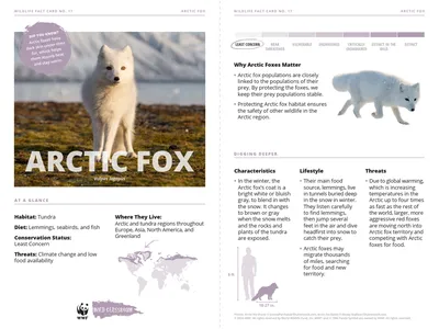 Arctic Fox Species Card