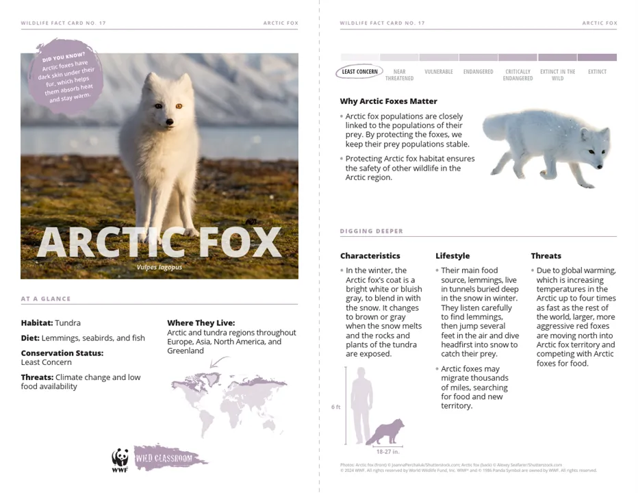 Arctic Fox Species Card
