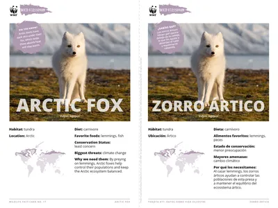 Arctic Fox Species Card ELL