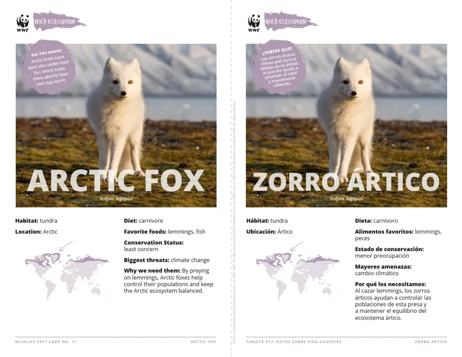 Arctic Fox Species Card ELL