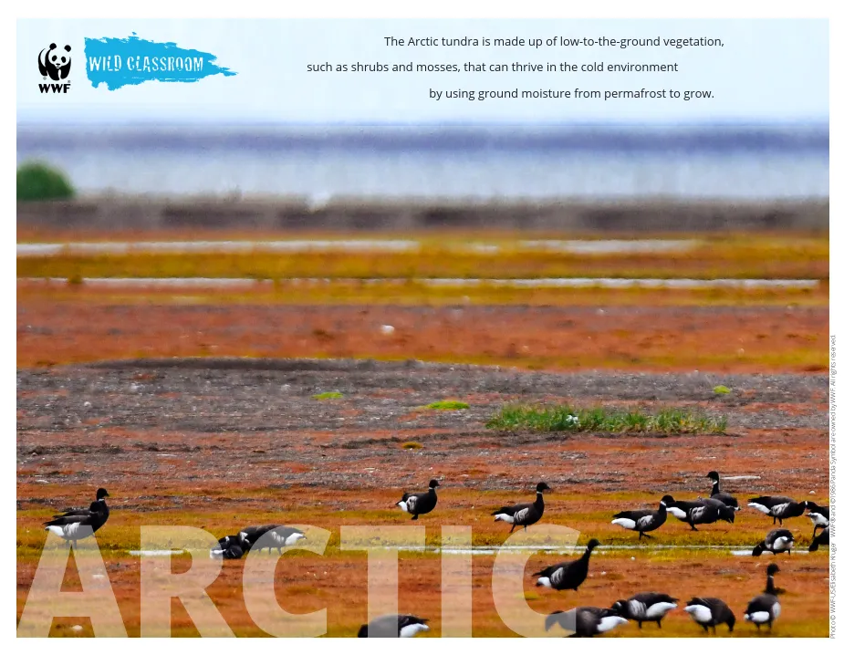 Arctic Posters (8.5x11)